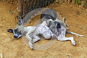 Homeless and hungry dogs abandoned