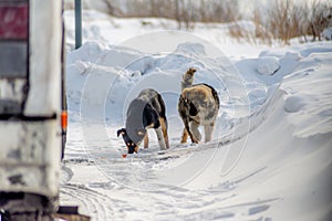 Homeless and hungry dogs are looking for food in a very snowy winter