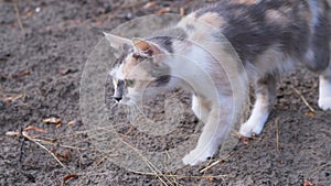 A Homeless Hungry Tricolor Cat Hunts in Woods During the Day. Close up