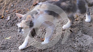A Homeless Hungry Tricolor Cat Hunts in Woods During the Day. Close up