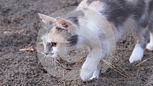 A Homeless Hungry Tricolor Cat Hunts in Woods During the Day. Close up