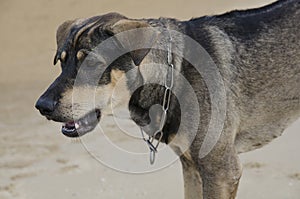 Homeless Hunt dog on the beach