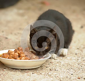 Homeless kitten eats food