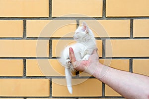 A homeless kitten in a man& x27;s hand against a brick wall. The concept of a shelter for a stray animal