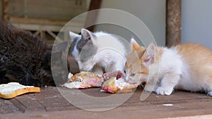 Homeless kittens eating meat on the street. Stray hungry cats eating outside