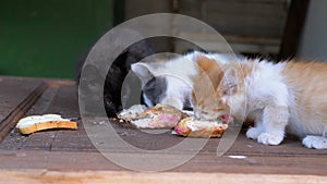 Homeless kittens eating meat on the street. Stray hungry cats eating outside