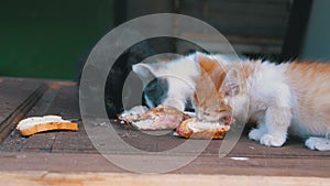 Homeless Kittens Eating Meat on the Street. Stray hungry cats eating outside