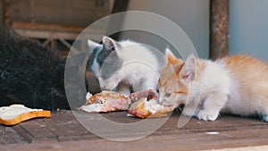 Homeless Kittens Eating Meat on the Street. Stray hungry cats eating outside