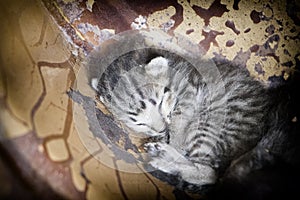 Homeless kittens sleeping in an iron bin.homeless cat concept