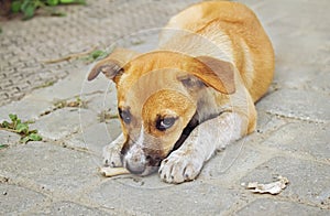 Homeless little puppy gnawing a bone photo