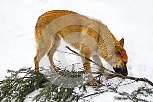 Homeless lonely dog with a chip on his ear playing in the snow with a branch. Sterilized vaccinated dog red hair, winter white