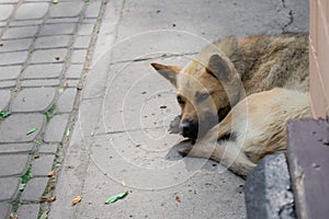 Homeless lonely dog in the city