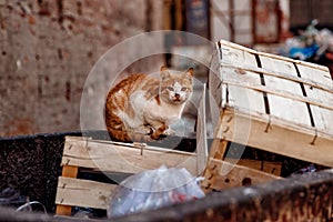 Homeless lonely thin hungry cat walks among garbage in landfill. Concept poor and sick animal