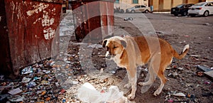 Homeless lonely thin hungry dog walks among garbage in landfill. Concept poor and sick animal