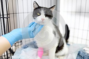 Homeless or lost cat is in vet clinic or animal shelter. Hotels for pets. Overexposure of pets. Protection, treatment, vaccination