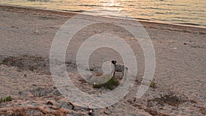 Homeless mixed breed stray dog walking on the beach close to sea