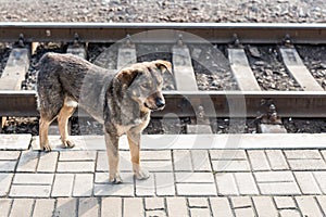 Homeless mongrel dog on railway station. Alone sad pet looking for new owner