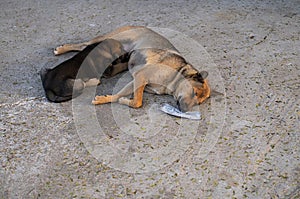 Homeless mother dog feeds puppy. Stray street animals on road