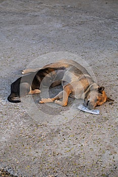 Homeless mother dog feeds puppy. Stray street animals on road