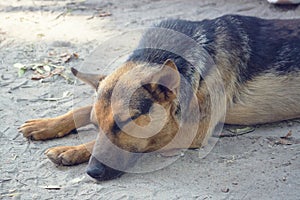 A homeless mutt is lying on the ground. The problem of stray dogs