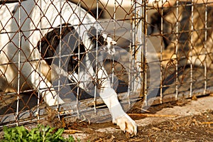 Homeless old dog shelter