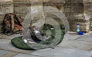 Homeless persons dog sleeping on battered sleeping bag
