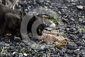 Abandoned cat eating in the street