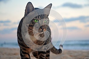 Homeless proud green-eyed tabby cat on beach. Master of life, confident and fearless. Twilight on the beach of Mediterranean sea