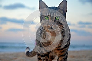 A homeless proud green-eyed tabby cat looks at the camera. confident and fearless. Twilight on beach Mediterranean Sea in Israel