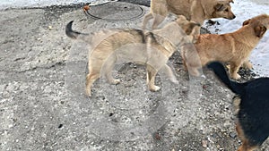 Homeless puppies dogs in winter walk in winter and ask for food