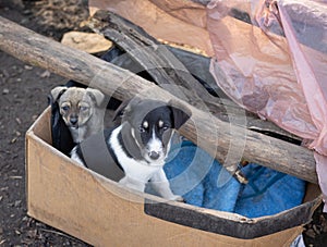 Homeless puppies live in a box on the street.