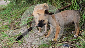 Homeless Puppies Playing on Grass.