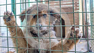 Homeless puppy in cages. Beautiful sad small dog sadly looking through cage sad eyes. A dog shelter