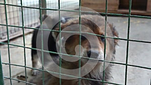 Homeless puppy in cages. Beautiful sad small dog sadly looking through cage sad eyes. A dog shelter.