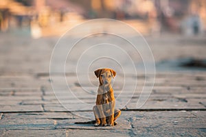 Homeless puppy dog sitting alone in the middle of the street. Only.