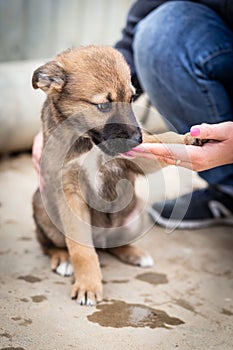 A homeless puppy of a large dog in the caring hands of a man.