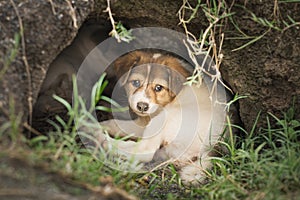 Homeless puppy or Slag dog sleeping in nature cave looking for adoption,