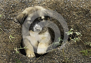 Homeless puppy or Slag dog sleeping in nature cave looking for adoption, photo