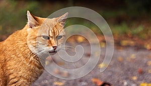 A homeless red cat sits on a background of autumn leaves. Place for text