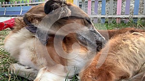 Homeless Russian sighthound with a bandage on his neck nibbles and licks a paw in order to get rid of fleas