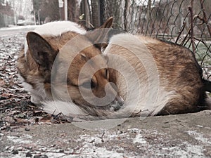 Homeless sad dog sleeping on the street. Soft focus