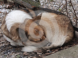 Homeless sad dog sleeping on the street. Soft focus