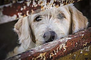 Homeless sad shaggy dog behind fence in an animal shelter waiting for bew owner adoption. Dog nose close up