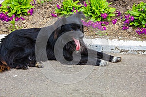 Homeless shaggy black dog