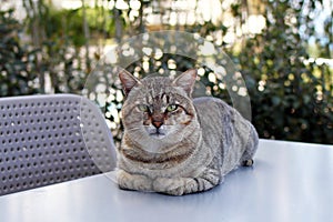 Homeless short haired tabby cat is resting on a table outside on a street.