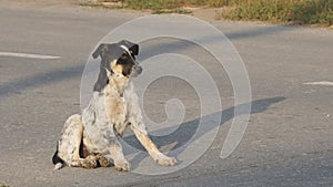 Homeless sick dog sits on asphalt road