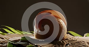 Homeless snail, crawling slowly on a fruit and the organs are visible