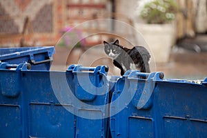 Homeless stray black cat sitting on trash bin, searching for food in garbage container