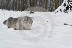 Homeless stray cat in winter forest