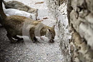 Homeless Stray Cats Feeding